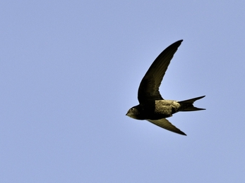 Common Swift Apus apus Norfolk summer 