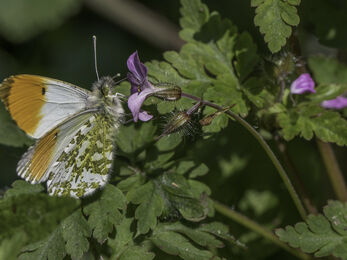 orange tip