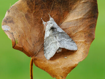 A pale tussock moth rests on a dead leaf, its fluffy legs held out in front of its body.