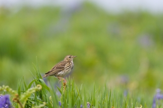 Meadow pipit © David Kilbey