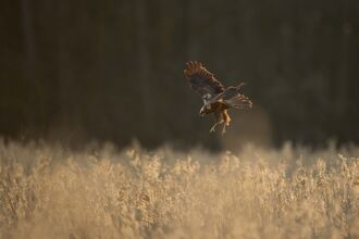 Female marsh harrier