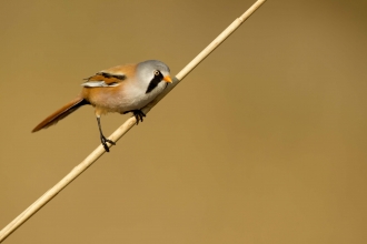 Bearded tit