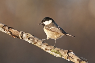 Coal tit