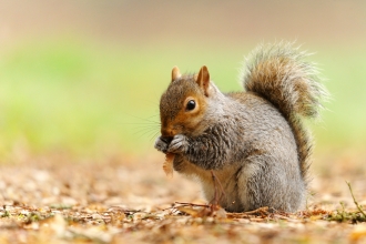 Grey squirrel