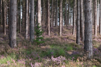 Lowland dry acid grassland