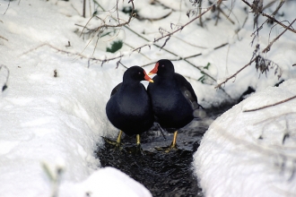 Moorhen by Darin Smith