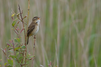 Sedge Warbler © David Kilbey