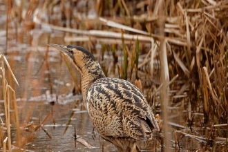 Bittern by Ian Cameron-Reid