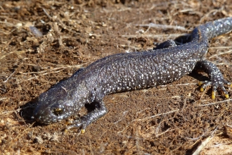 Great crested newt