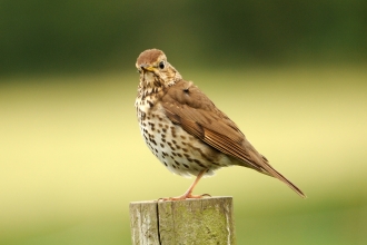 Song thrush