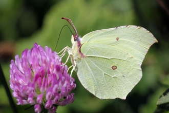 Brimstone Butterfly