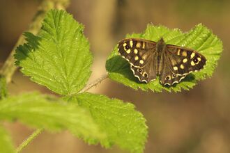 Speckled Wood