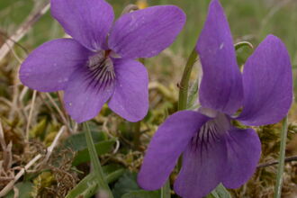 Common Dog-violet