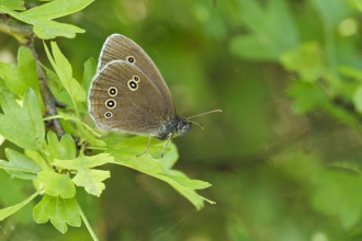 Ringlet