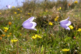 Harebell