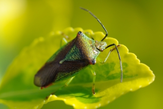 Hawthorn Shield Bug