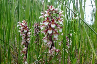 Marsh Helleborine