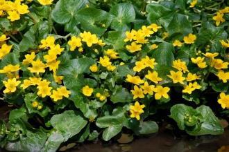 Marsh-marigold