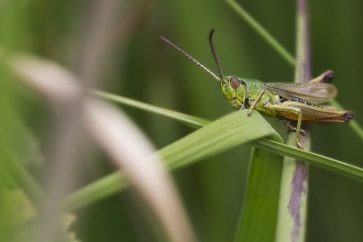 Meadow Grasshopper