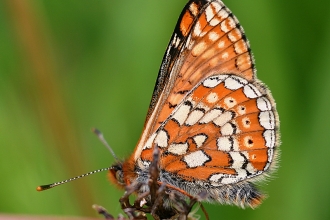 Marsh Fritillary butterfly © Ken Dolbear 