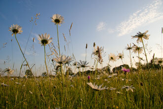 Oxeye Daisy © David Kilbey