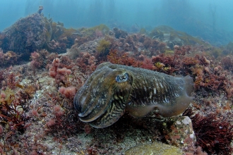 Cuttlefish © Paul Naylor