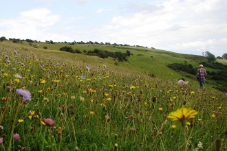 Arreton Down Nature Reserve, Isle of Wight