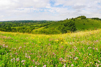 St Catherine's Hill nature reserve © Ed Merritt