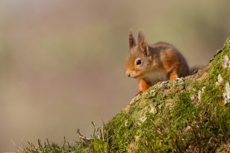 Red Squirrel by Dr David Williams