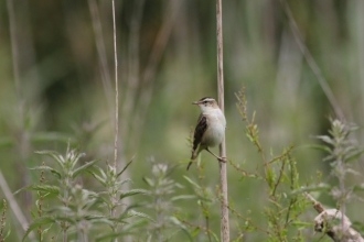 Sedge warbler at Fishlake Meadows © Tony Wright