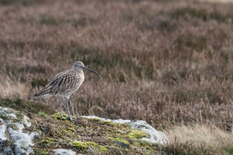 Curlew © Darin Smith