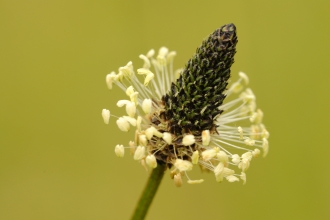 Ribwort Plantain