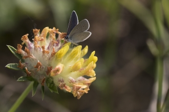 Small Blue butterfly