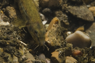 Stone Loach