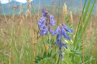 Tufted Vetch