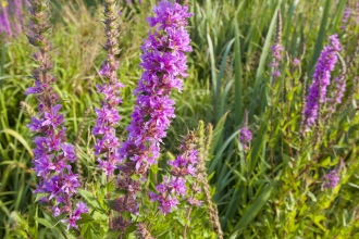 Purple-loosestrife