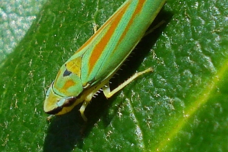 Rhododendron Leafhopper