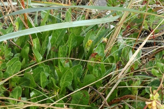 Sea Beet