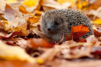 Hedgehog © Tom Marshall