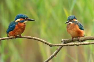 Kingfishers © Jon Hawkins - Surrey Hills Photography