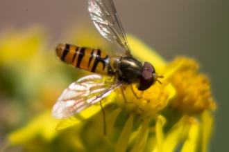 Marmalade Fly