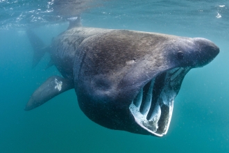 Basking shark