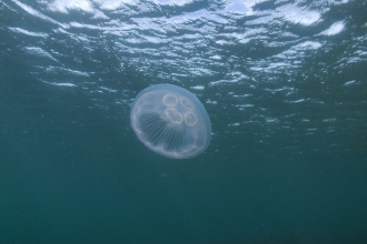 Moon Jellyfish