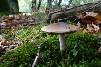Autumn fungus in moss