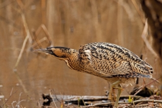 Bittern at Blashford Lakes nature reserve