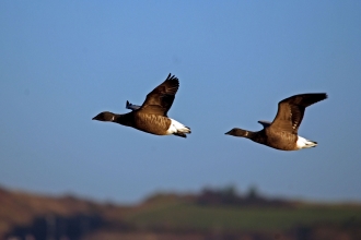 Brent geese in flight