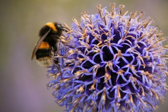 Buff-tailed bumblebee