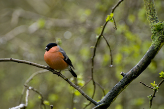 Bullfinch