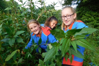 Calmore Guides pulling Himalayan balsam in the New Forest