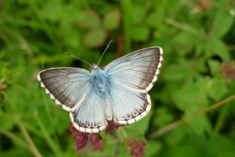 Chalkhill blue butterfly